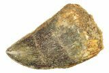 Serrated, Juvenile Carcharodontosaurus Tooth - Morocco #276030-1